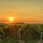 Photo Luxurious vineyard