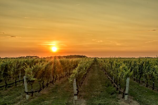 Photo Luxurious vineyard