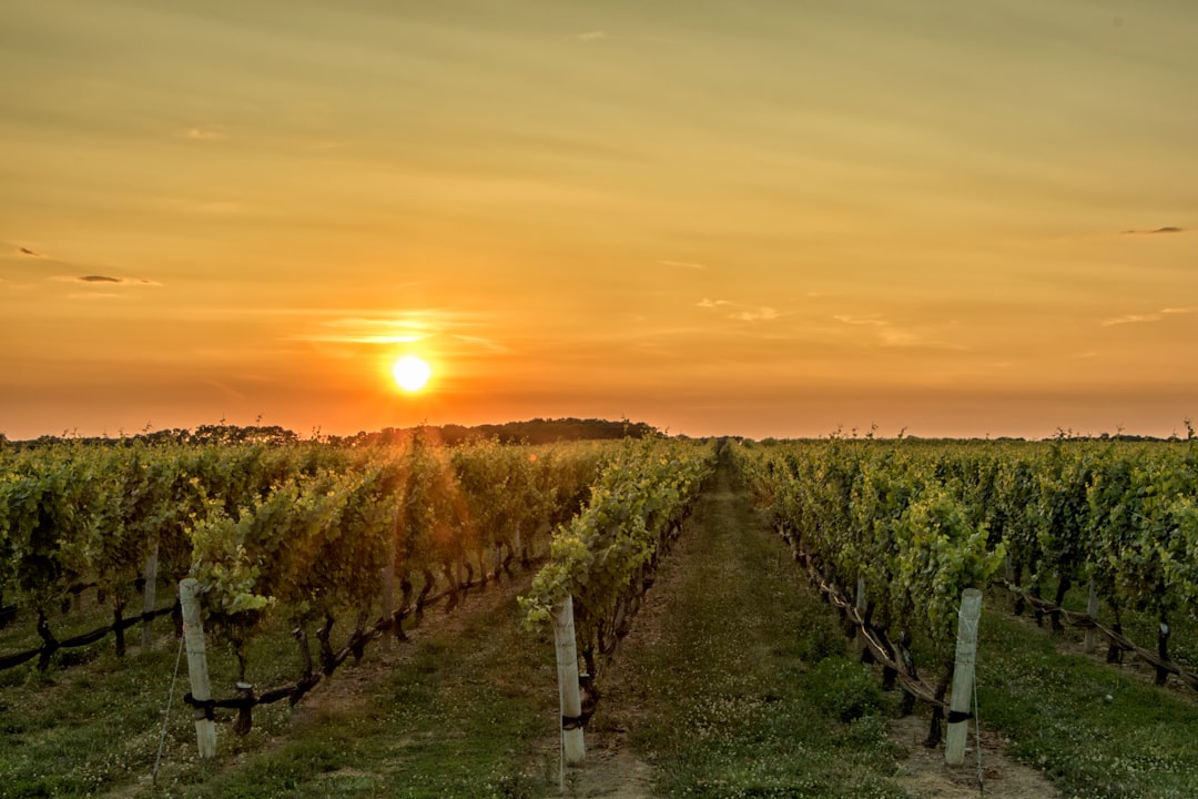 Photo Luxurious vineyard