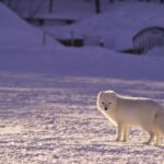 Photo Arctic fox