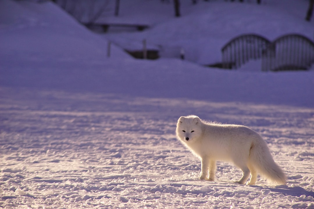 Photo Arctic fox