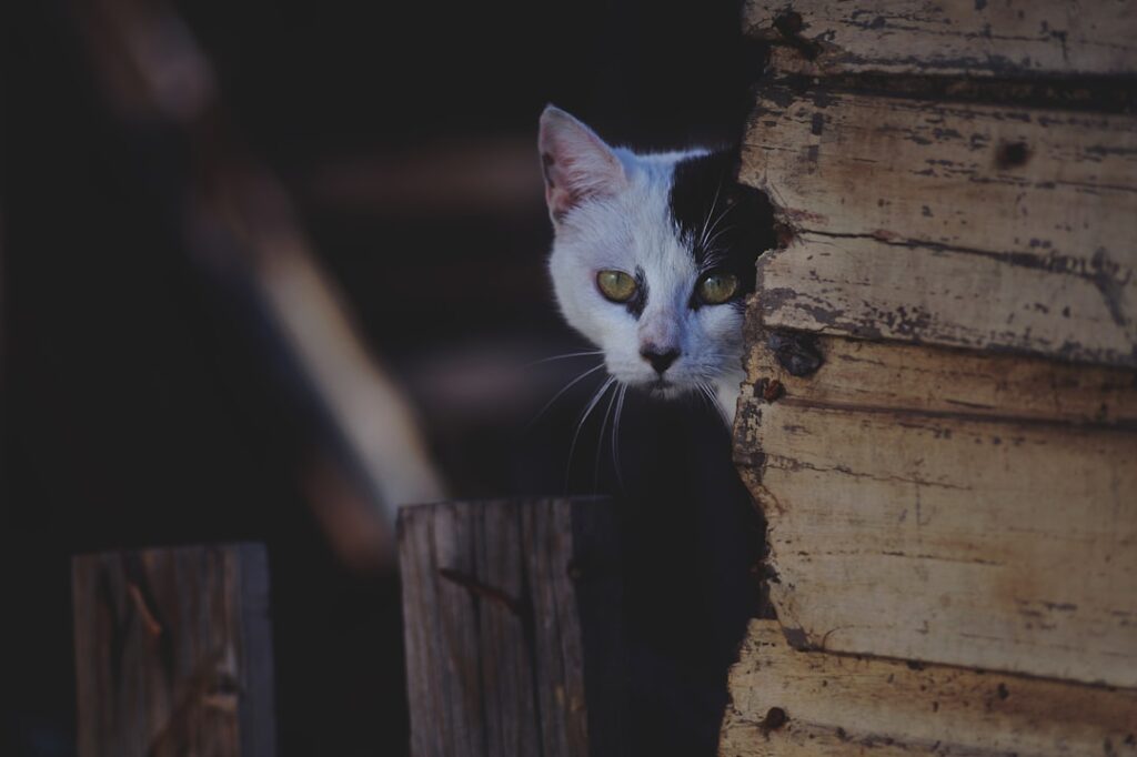 Photo Stealthy feline