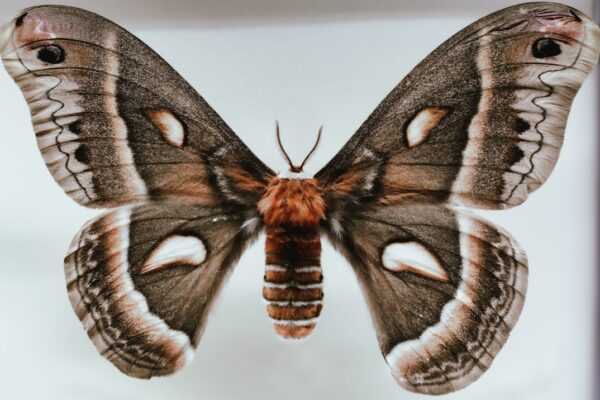 Photo Giant moth