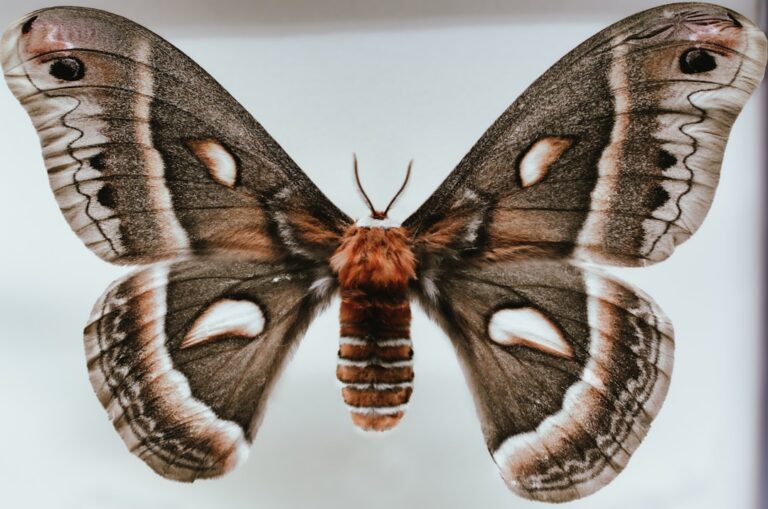 Photo Giant moth